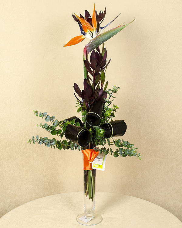 1 Fir de Strelitzia frumos ornată cu cordyline