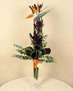 1 Fir de Strelitzia frumos ornată cu cordyline