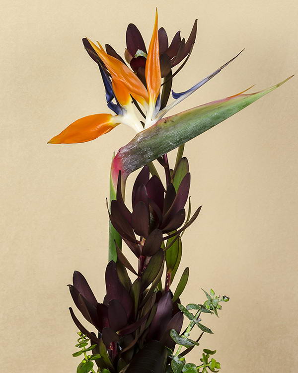 1 Fir de Strelitzia frumos ornată cu cordyline