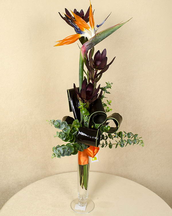 1 Fir de Strelitzia frumos ornată cu cordyline