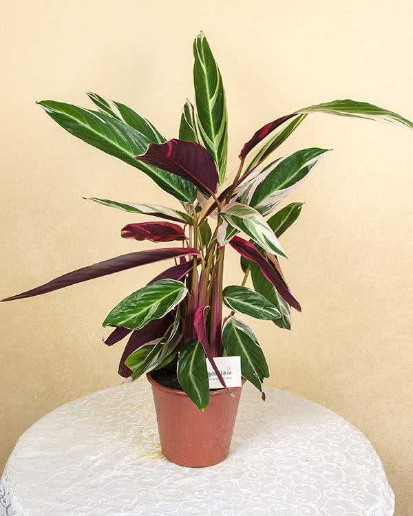 Planta Calathea Stromanthe