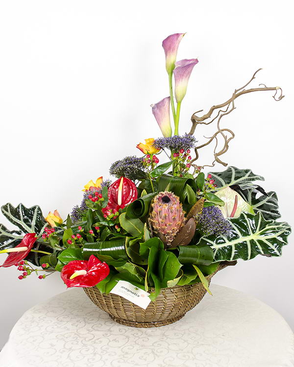 Basket arrangement protea, anthurium and callas