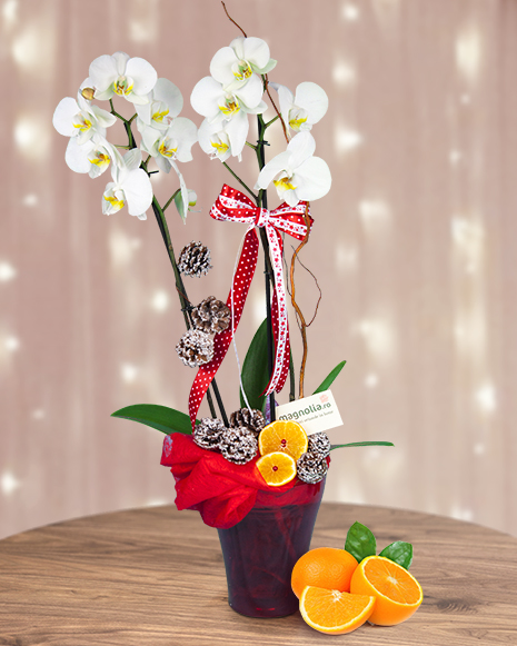 Phalaenopsis orchid with winter accesories