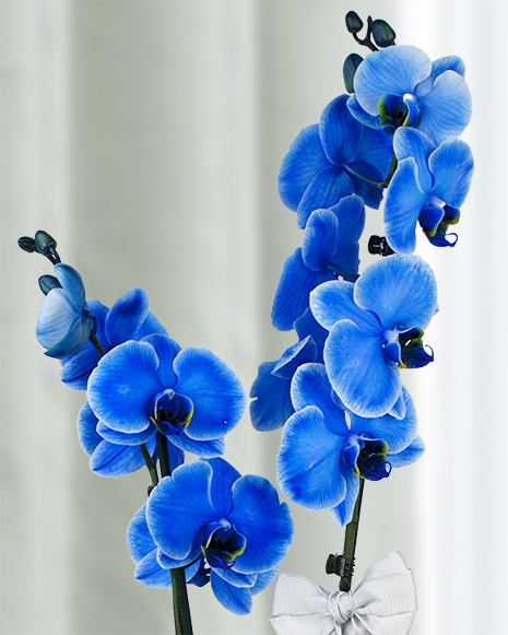 Blue Phalaenopsis orchid 