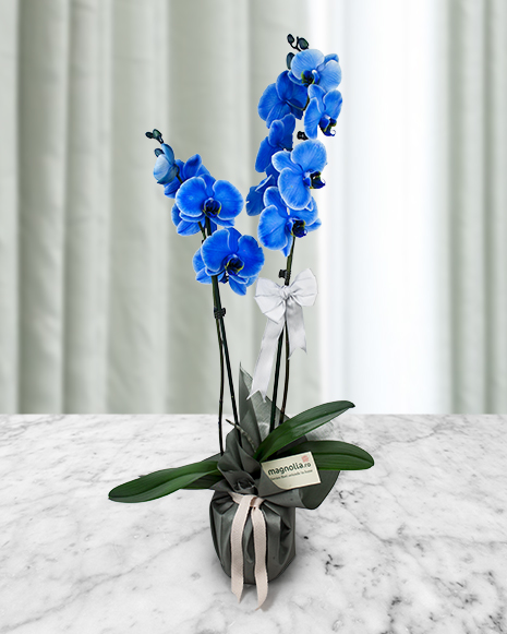 Blue Phalaenopsis orchid 