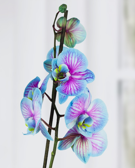 Phalaenopsis orchid in 2 colors
