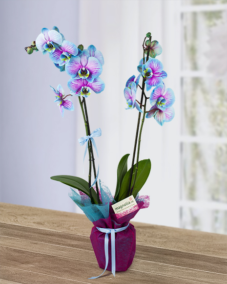 Phalaenopsis orchid in 2 colors