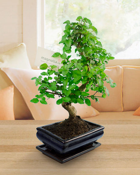Indoor bonsai