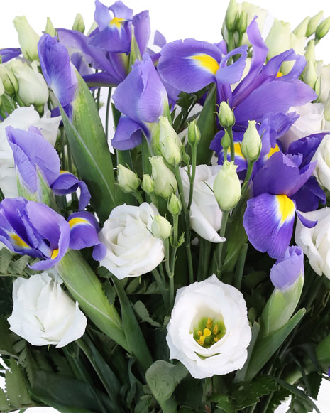 Bouquet of irises and eustoma