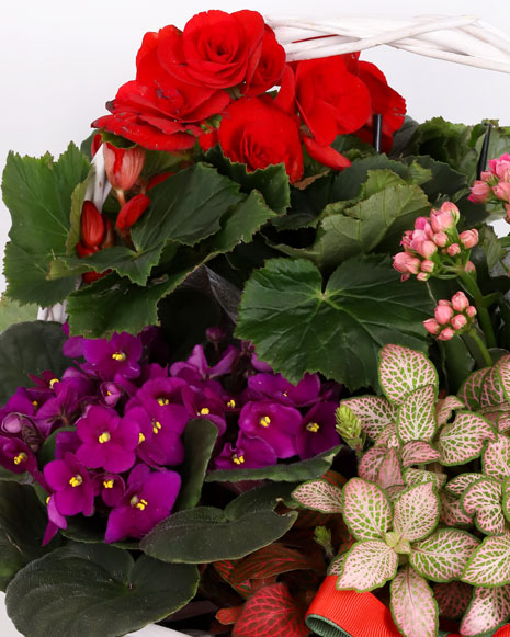 Basket with plants