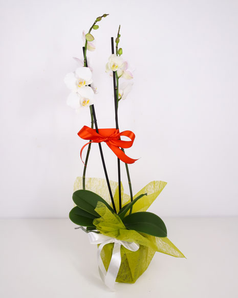 Orhidee Phalaenopsis alba