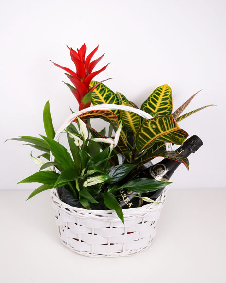 Basket with plants and sparkling wine