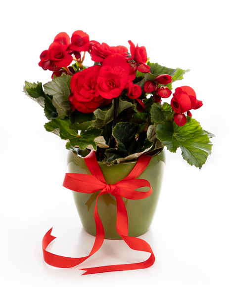 Red begonia in a decorative pot