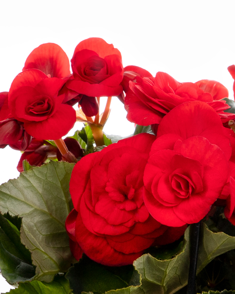 Red begonia in a decorative pot