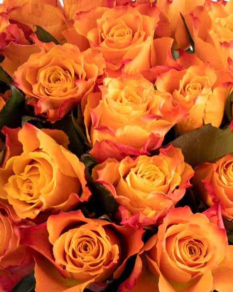 Bouquet of orange roses