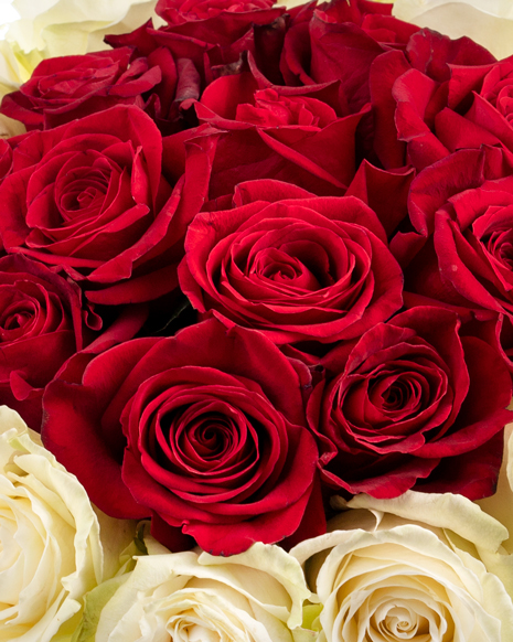 Red and white roses bouquet