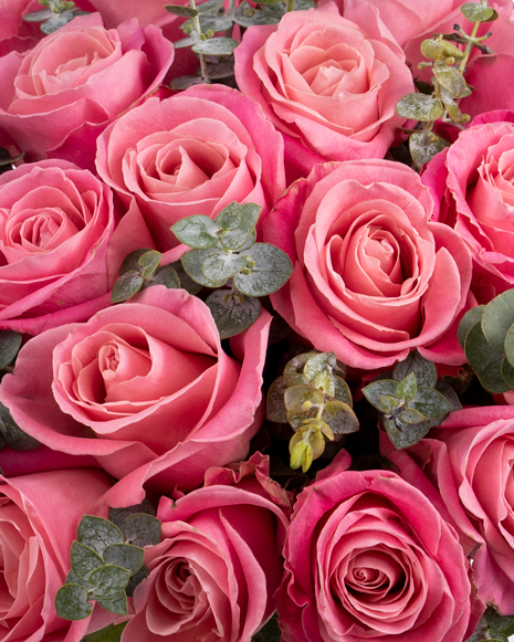 Buchet de trandafiri roz şi eucalipt baby 