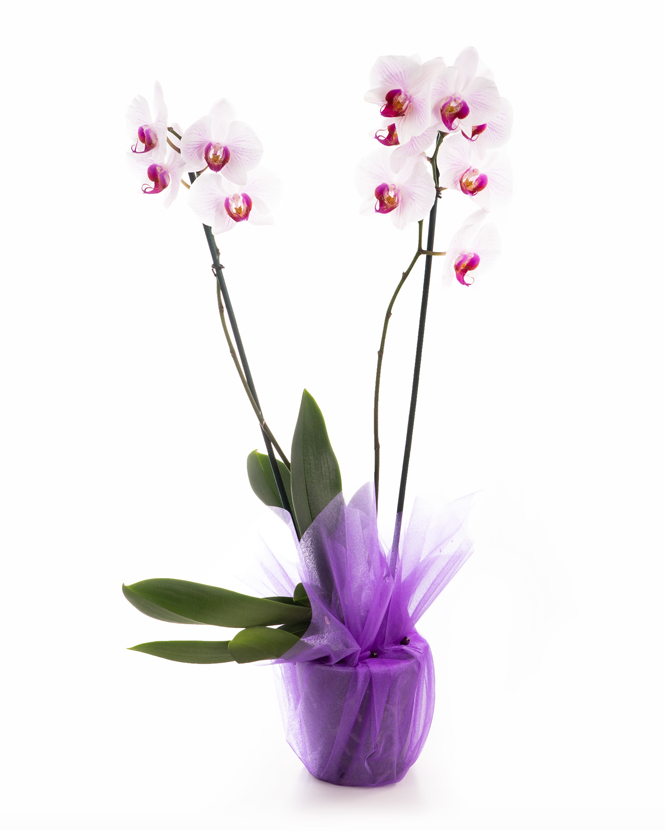 Aranjament orhidee Phalaenopsis roz