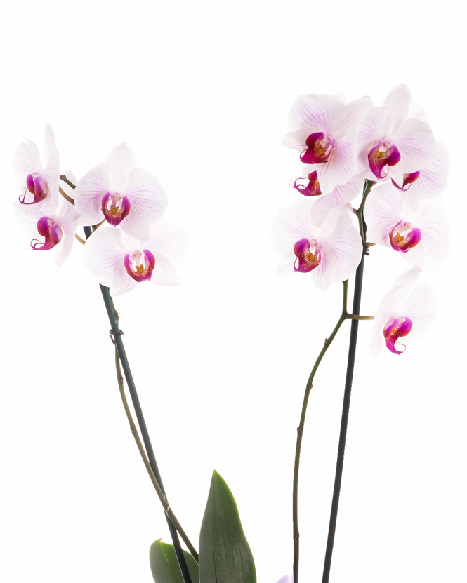 Pink Phalaenopsis orchid arrangement