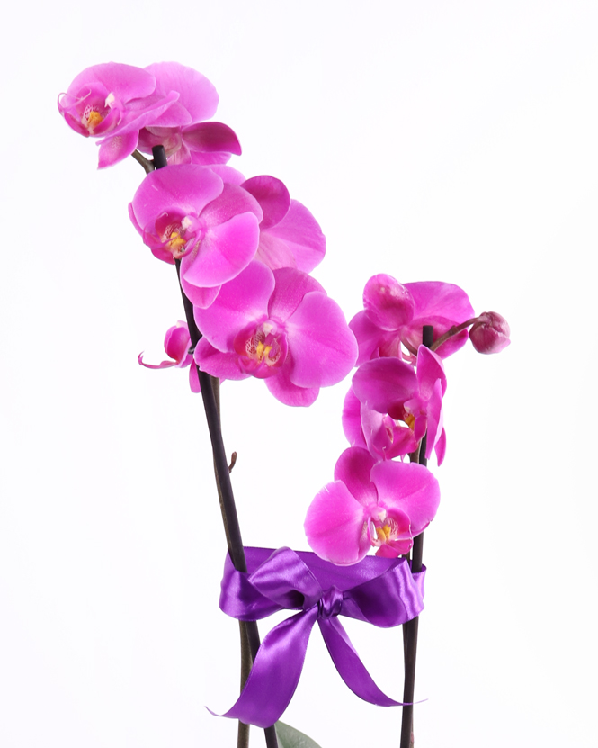 Violet Phalaenopsis orchid arrangement