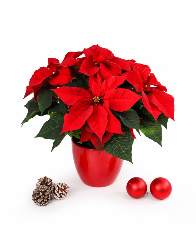 Poinsettia