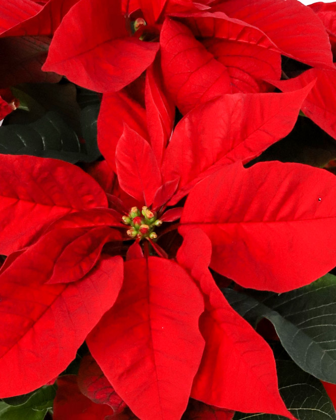 Poinsettia