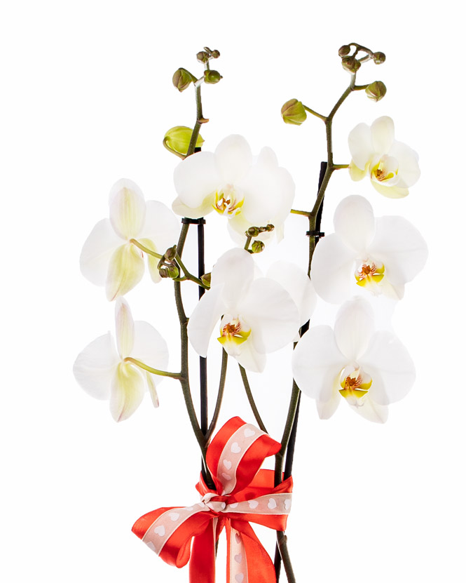 aranjament orhidee