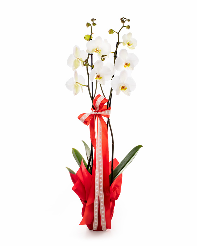 arrangement of orchids