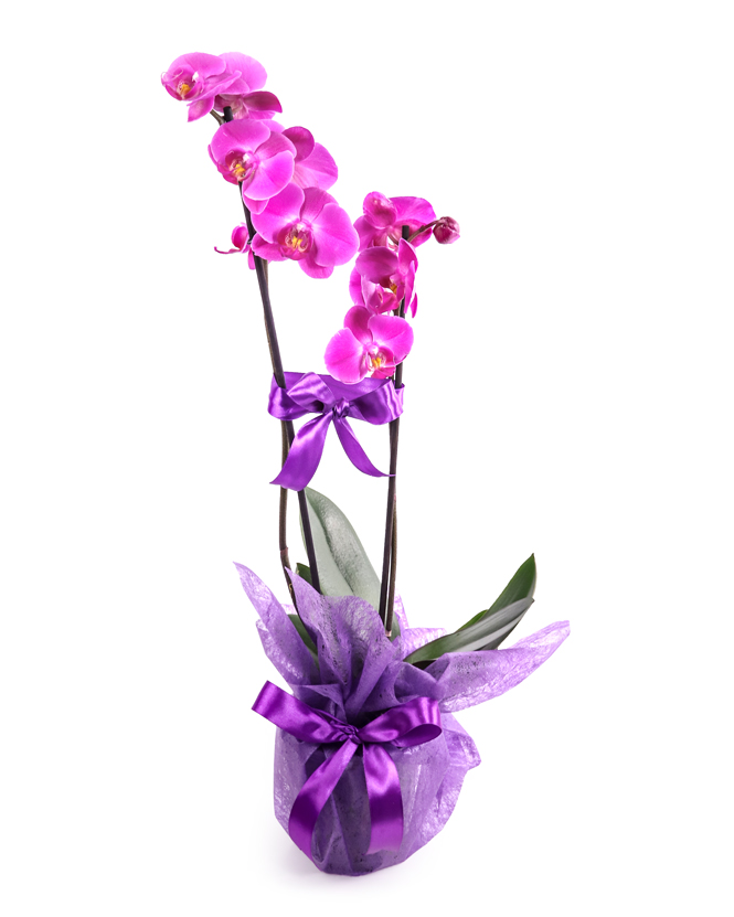 Aranjament orhidee Phalaenopsis mov 