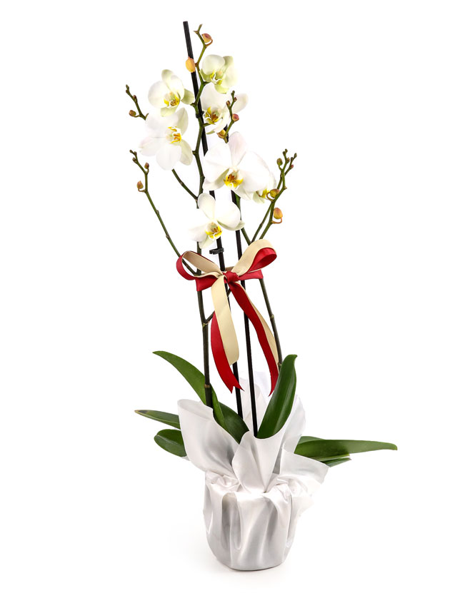 Aranjament orhidee Phalaenopsis albă cu ambalaj elegant