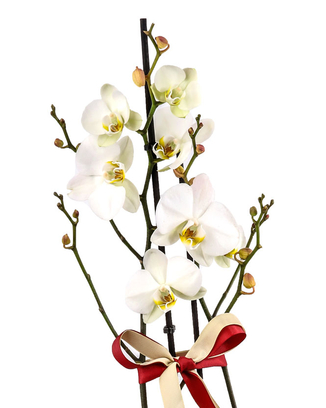White Phalaenopsis orchid arrangement & wrapper