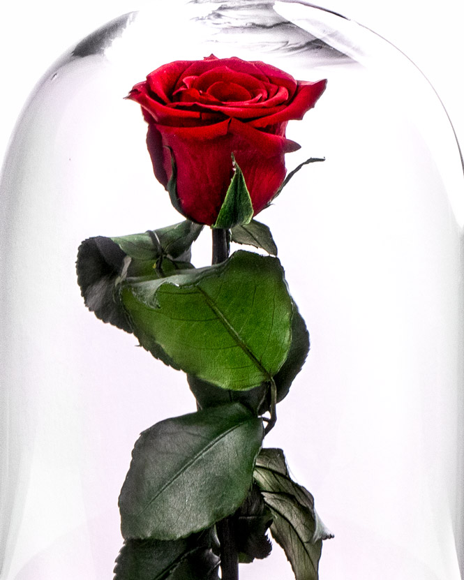 Trandafir Criogenat Cadou de Poveste