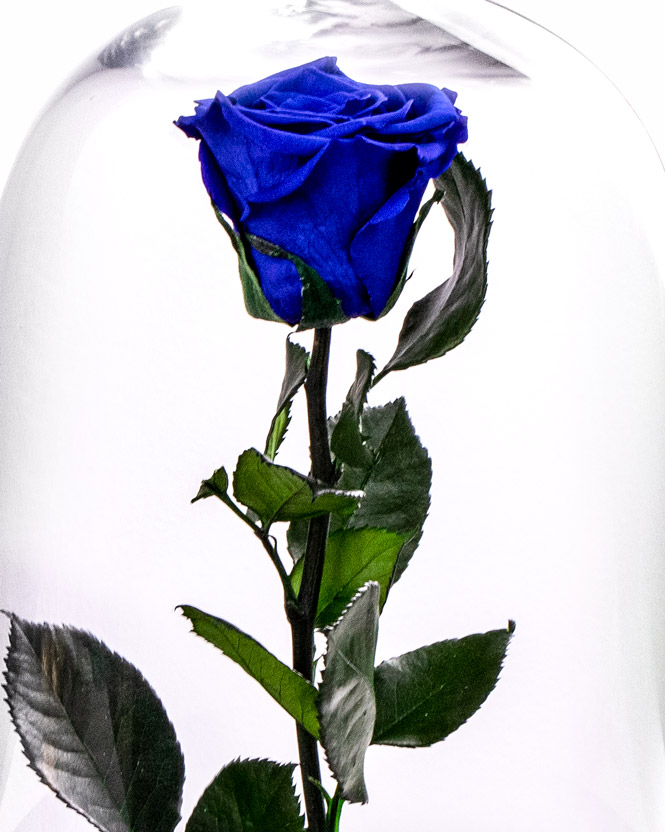 Trandafir criogenat albastru
