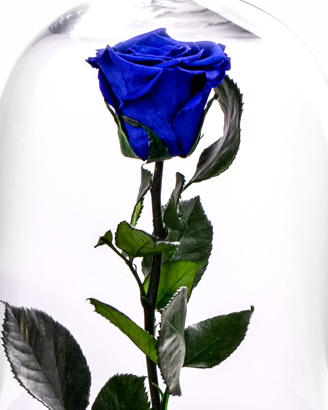 Blue preserved rose