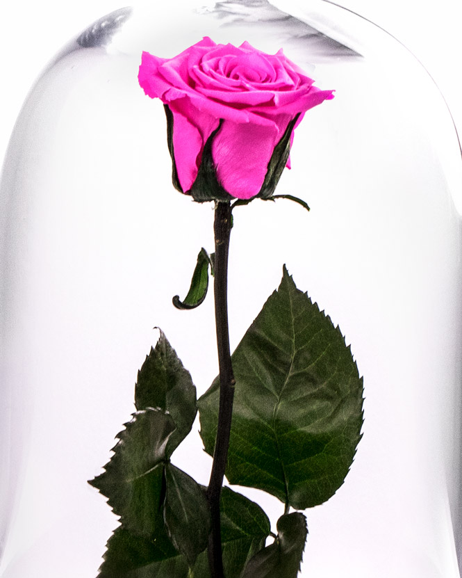 Pink preserved rose