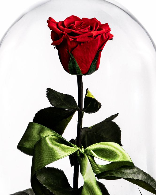 Red preserved rose with tillandsia