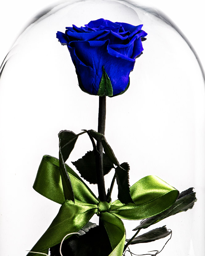 Blue preserved rose with tillandsia