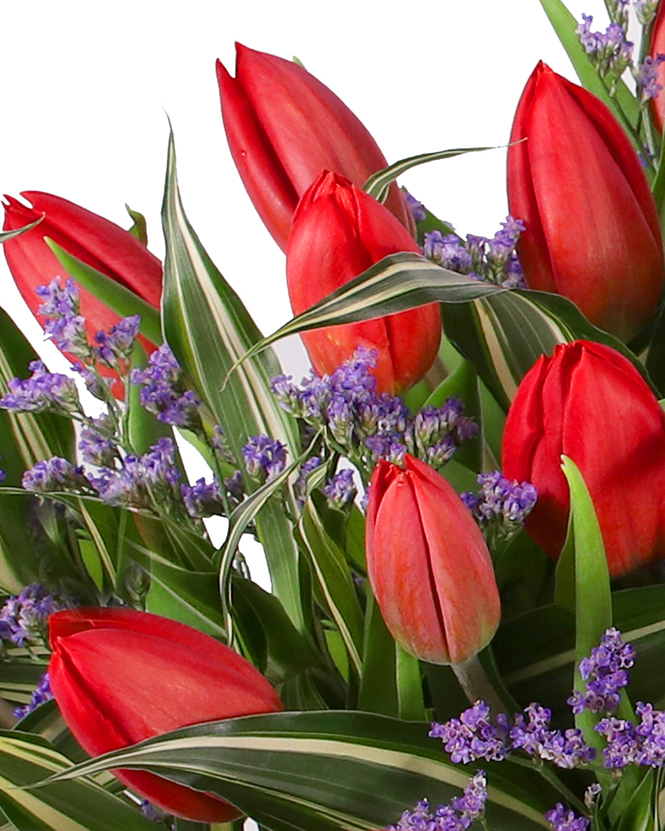 Bouquet of red tulips