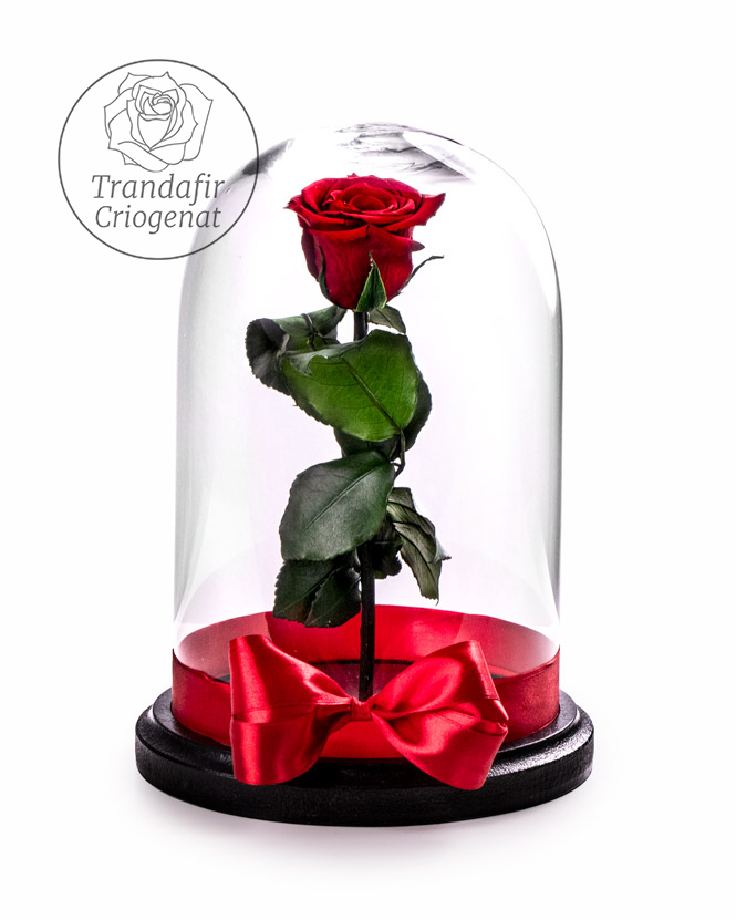Trandafir Criogenat Cadou de Poveste