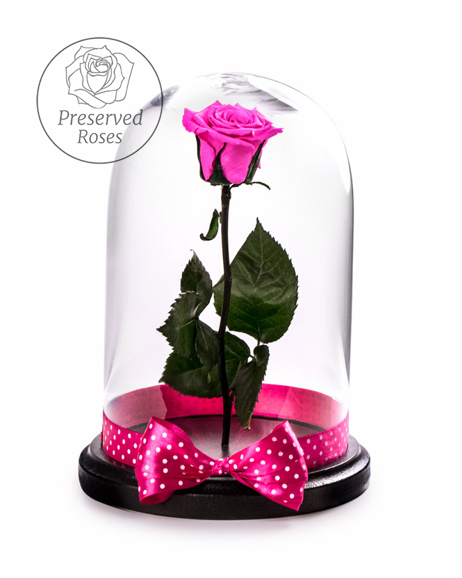 Pink preserved rose