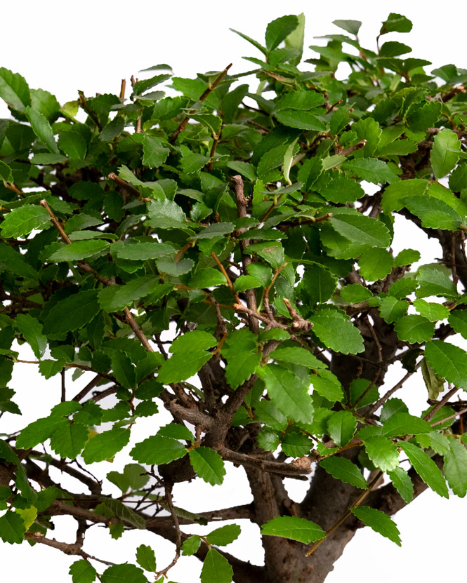 Bonsai in ghiveci