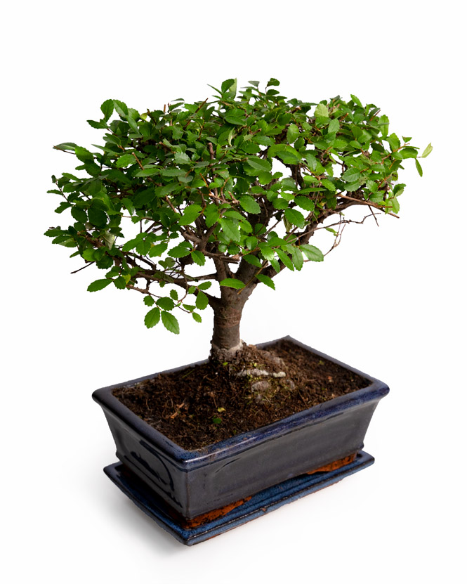 Bonsai in a pot