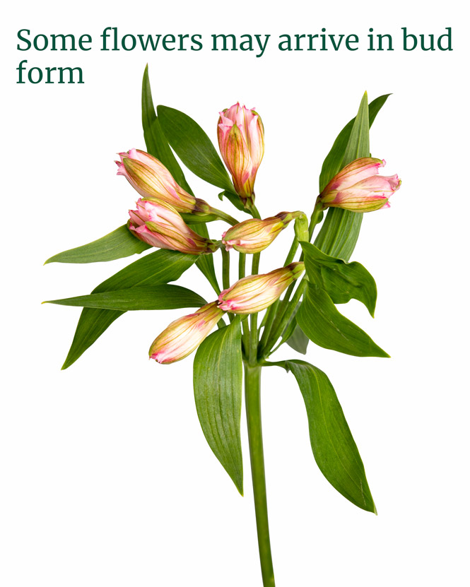 Cymbidium and Hydrangea bouquet