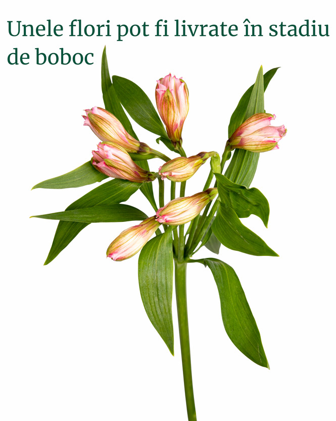 Buchet cu gerbera, trandafiri şi alstroemeria 