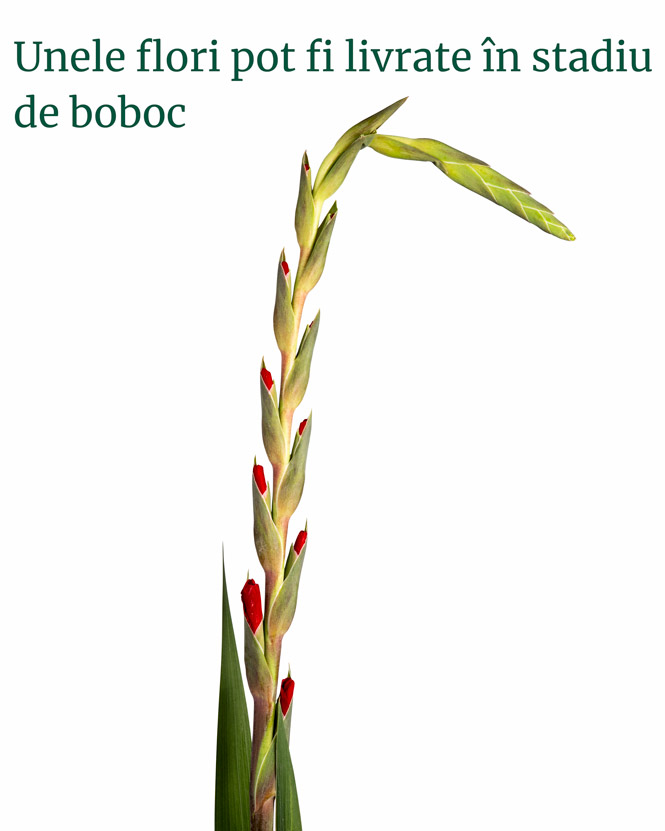 Buchet cu gladiole