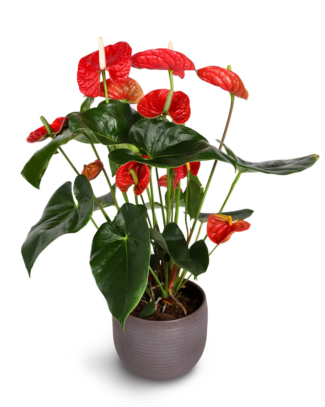 Planta anthurium roşu în ghiveci decorativ