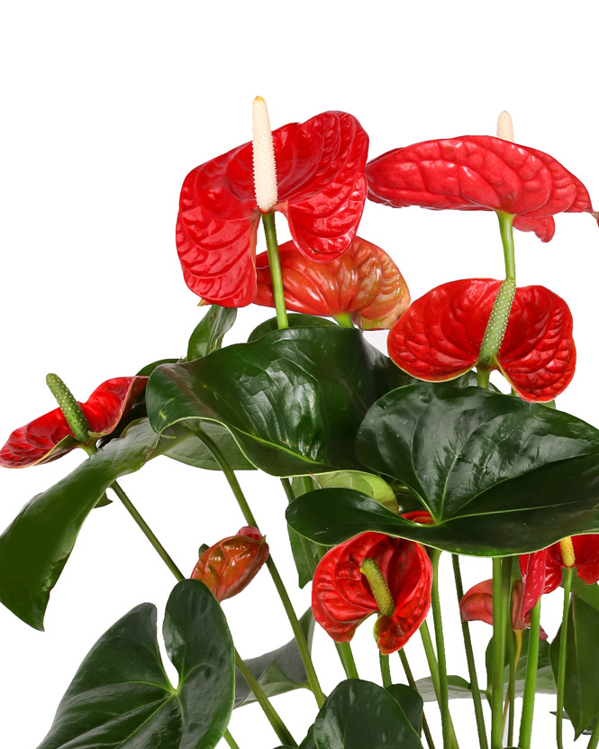 Planta anthurium roşu în ghiveci decorativ
