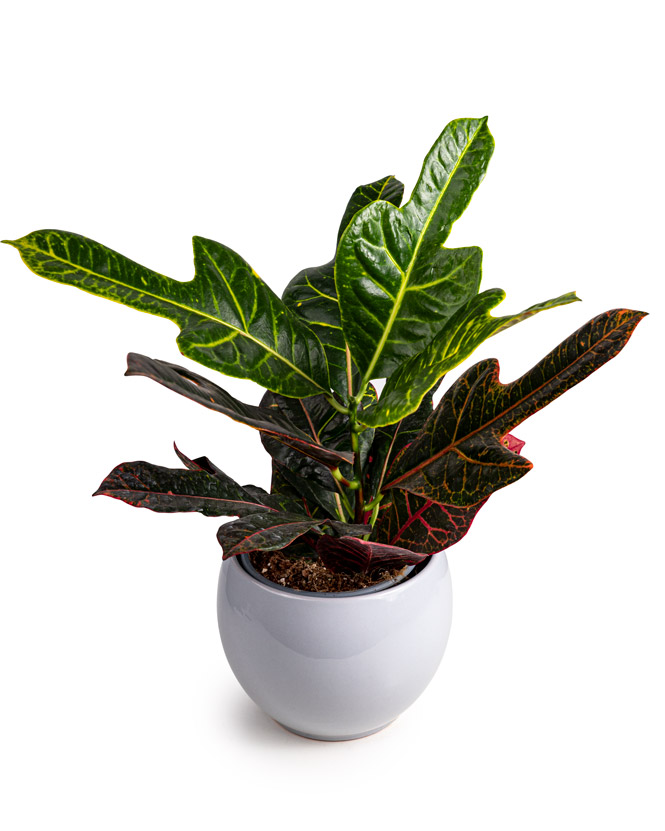 Planta de interior Croton decorative