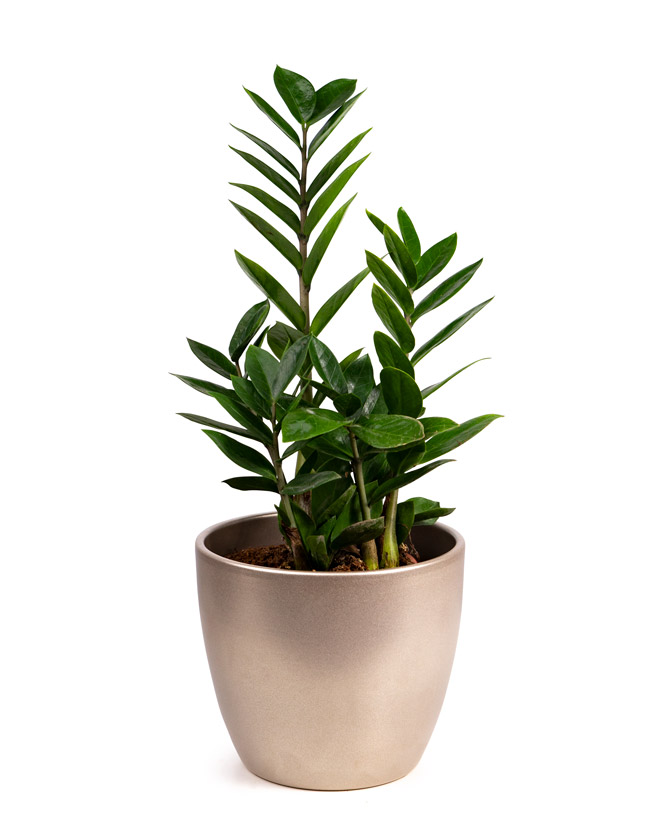 Planta Zamioculcas