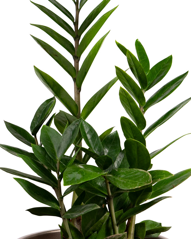 Planta Zamioculcas